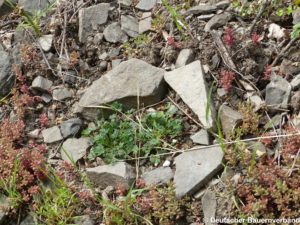 Potentilla rhenana
