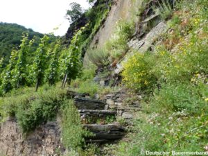 Steinstufen im Weinberg