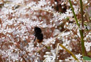 Wildbiene auf Mauerpfeffer
