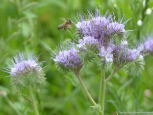 Wildbiene an Phacelia